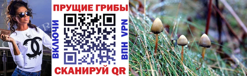дарк нет телеграм  Камень-на-Оби  Галлюциногенные грибы GOLDEN TEACHER 